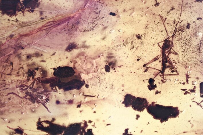 Detailed Fossil Cricket & Planthopper Nymph In Baltic Amber #381325
